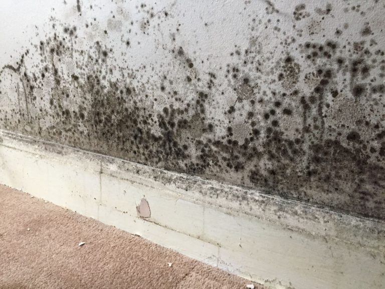 Five Signs Your Home May Have A Mold Problem
