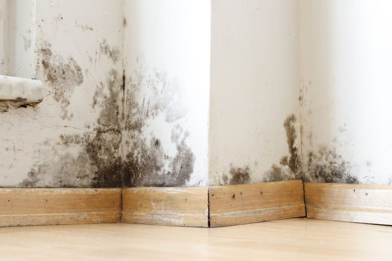 Top Causes of Mold Growth in Dallas Homes