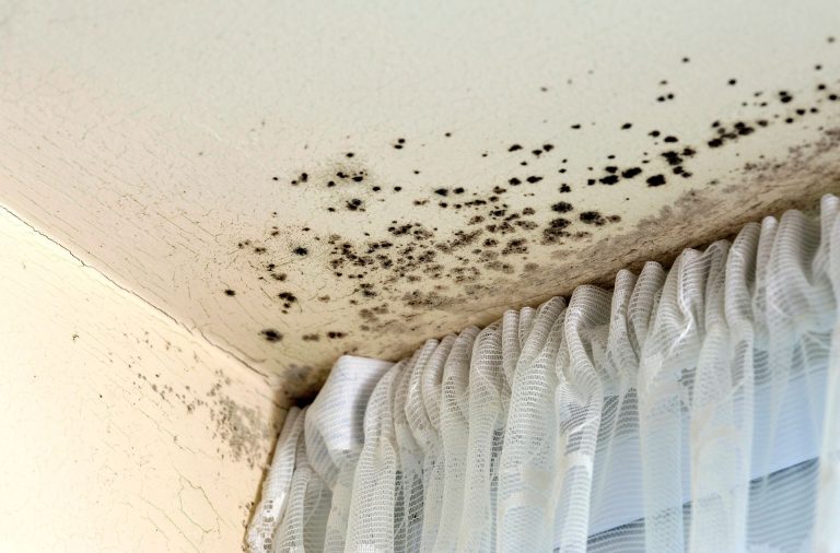 What is Mold Remediation? The Professional Remediation Process Explained