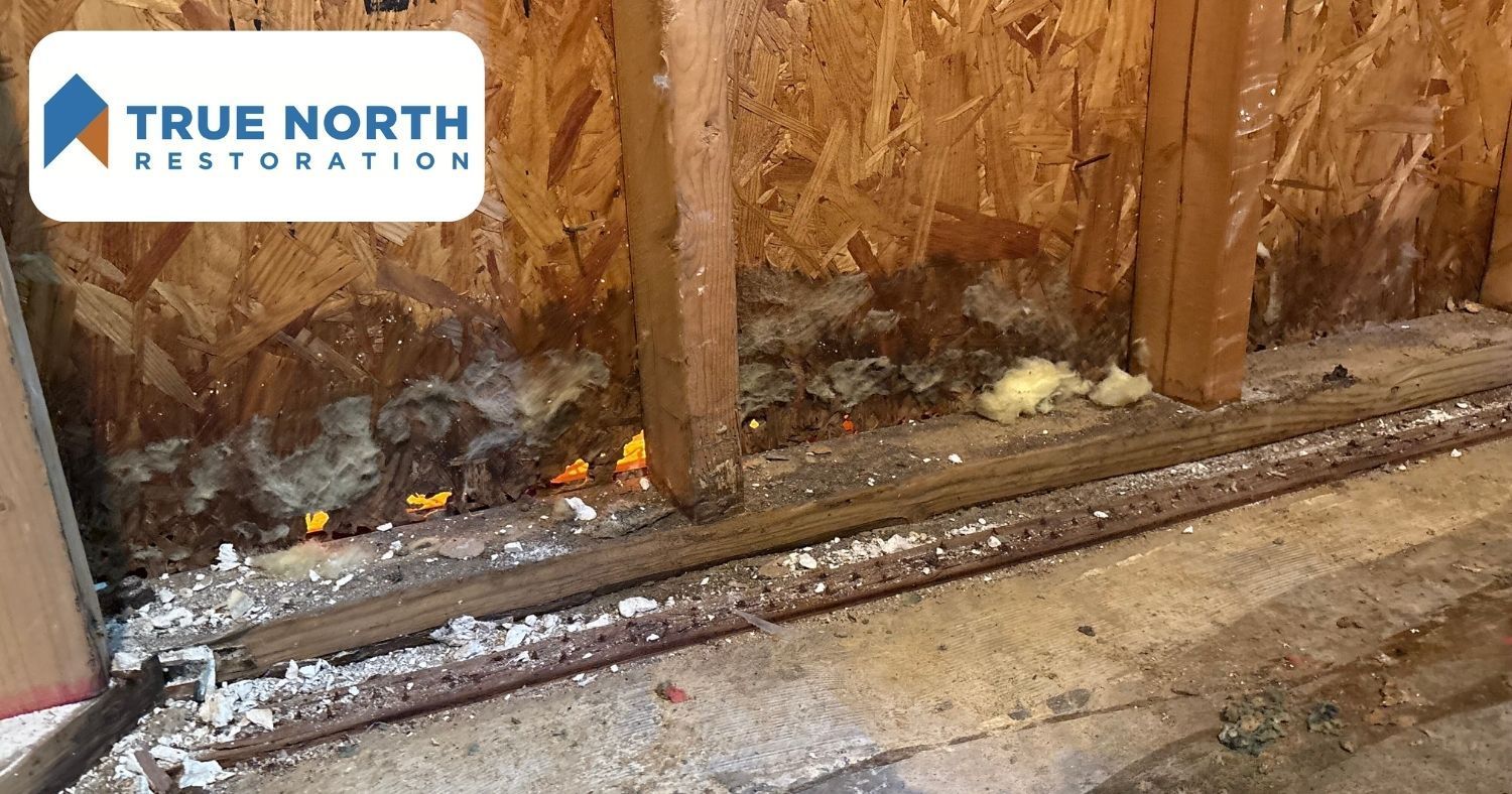 Mold Remediation Savannah